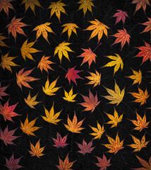 Colourful Acer Leaf Collage with Black Background
