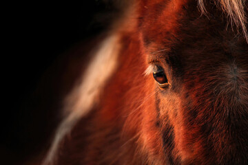 Frontal close up of a shetland pony, focus on the eye of the pony. Black background