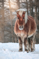 Portrait of a cute shetland pony in winter fur on a snowy paddock
