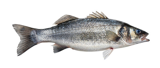 Sea bass, fresh seabass fish isolated on white background 