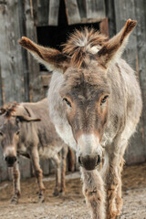 Portrait of a grey donkey walking straight to the camera