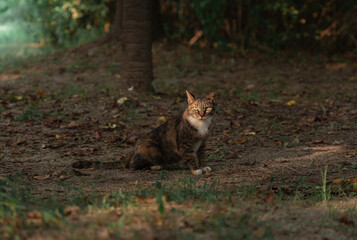 서울숲 고양이
