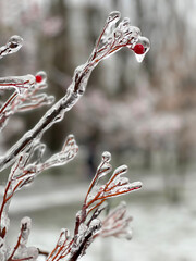 Red rowan covered with ice close-up. Rowanberry branch in ice glaze