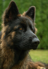 portrait of a dog