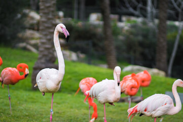 A group of flamindos standing on grass, blurred background