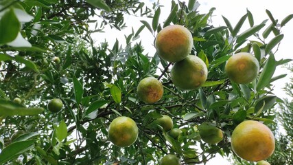 Oranges in orange orchards are grown for agriculture.