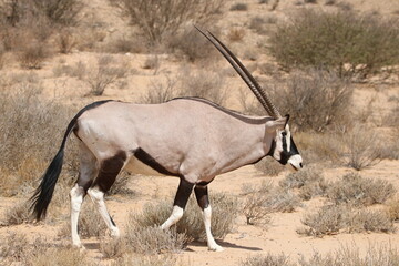 Gemsbok in the Kgalagadi