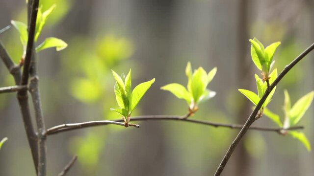 Fresh Bird cherry tree, Prunus padus leaves on spring day in Estonia.