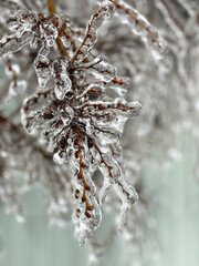 Tree branches in ice glaze. Branches covered with ice