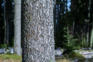 Close up of a tree trunk in a winter forest with copy space