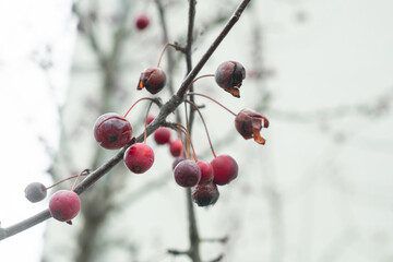 red berries on a branch in winter