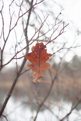 A fallen yellow oak leaf close-up