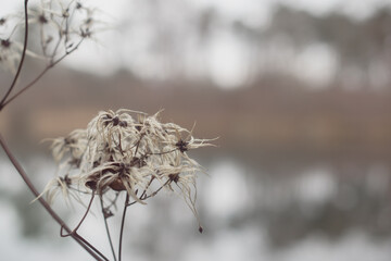 Pampas grass on the lake, reed layer, reed seeds. Golden reeds on the lake sway in the wind against the blue sky. Abstract natural background.