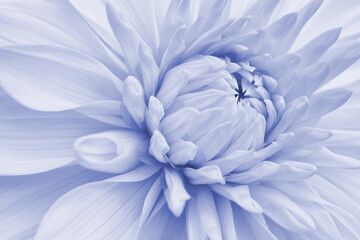 Obraz premium Dahlia bloom. Flower petals close-up. Light vegetal background. Pale blue tinted wallpaper. Plant backdrop. Macro
