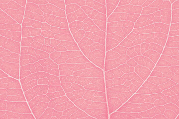 Fototapeta na wymiar Leaf of fruit tree close up. Pink mosaic pattern of veins and plant cells. Abstract tinted background or wallpaper. Macro