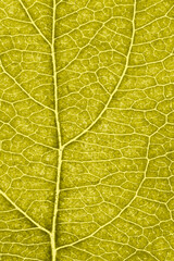 Leaf of fruit tree close up. Vivid yellow mosaic pattern of veins and plant cells. Abstract tinted vertical background. Macro