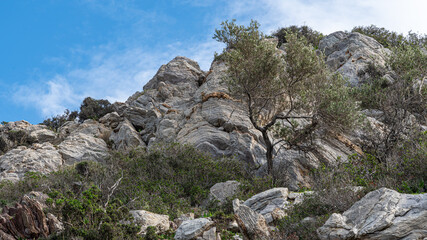 Fototapeta na wymiar An old olive tree in the island of Poros