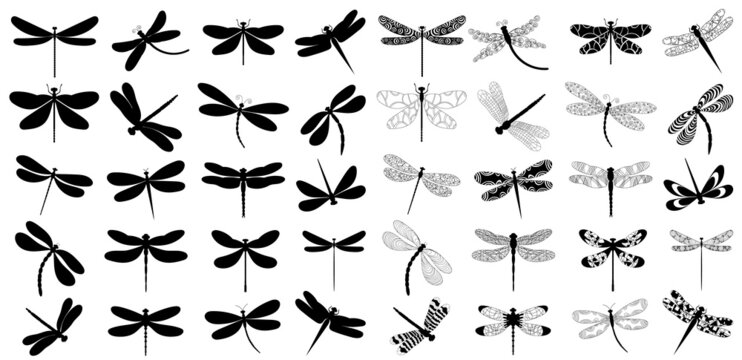 dragonfly silhouette set, collection on white background, vector, isolated