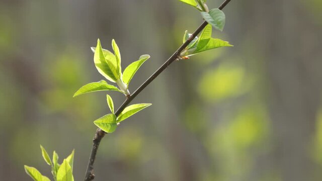 Fresh Bird cherry tree, Prunus padus leaves on spring day in Estonia.