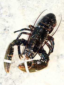 Scandinavian live lobster ready for dinner