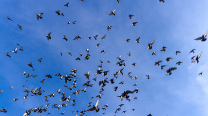 flock of birds pigeons or dove flying