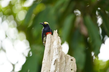 The yellow-tufted woodpecker (Melanerpes cruentatus) is a species of woodpecker. Picidae family. Amazon rainforest, Brazil.