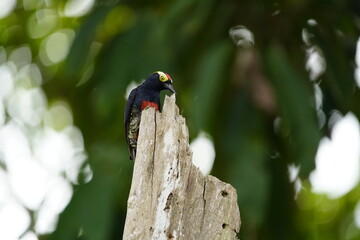 The yellow-tufted woodpecker (Melanerpes cruentatus) is a species of woodpecker. Picidae family. Amazon rainforest, Brazil.