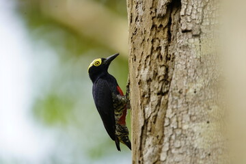 The yellow-tufted woodpecker (Melanerpes cruentatus) is a species of woodpecker. Picidae family. Amazon rainforest, Brazil.