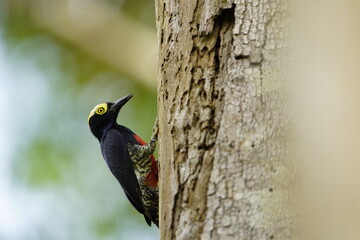 The yellow-tufted woodpecker (Melanerpes cruentatus) is a species of woodpecker. Picidae family. Amazon rainforest, Brazil.