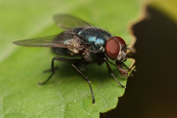 Colored Housefly on a leaf
