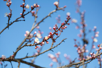 Blooming branches and blue sky spring concept