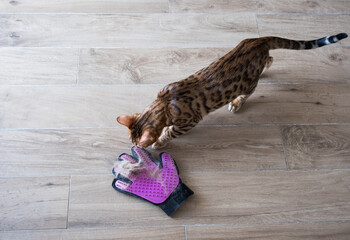Obraz premium Glove for combing wool. Glove with silicone lining with cat fur. Taking care of pets