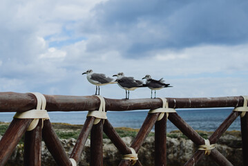 Gaviotas