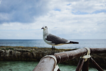 Gaviota