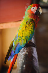 macaw