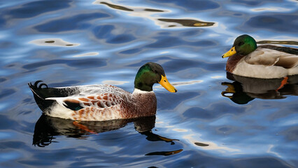 The mallard duck with a dark green head and a yellow beak
