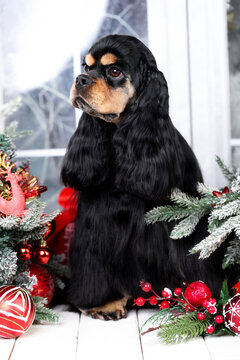 black & tan American cocker spaniel puppy christmas dog ; New Year