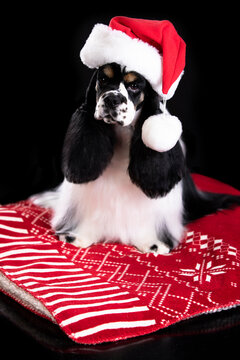 Funny portrait of cute puppy dog American cocker spaniel, black and white color wearing Christmas costume deer horns hat near christmas 
