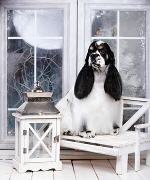 American cocker spaniel, black and white sits on the background of a snowy window