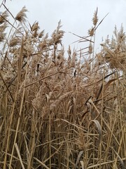 Fototapeta premium field, wheat, sky, nature, grass, agriculture, plant, blue, summer, grain, cereal, harvest, crop, farm, landscape, natural, rural, yellow, grow, golden, dry, food, growth, ripe, seed