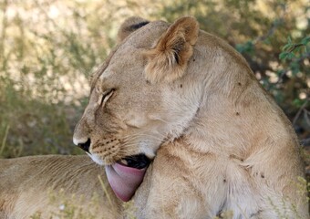 Lioness in the Kgalagadi