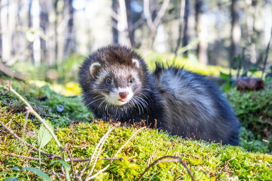 Sch&ouml;nes junges frettchen im wald s&auml;ubert mit der Zunge das Maul