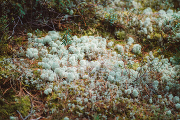 A ground texture of a deep taiga forest thicket covered with conifer needles and white curative...