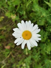 Obraz premium flower, daisy, nature, white, spring, summer, garden, plant, yellow, grass, macro, beauty, meadow, blossom, bloom, camomile, flowers, petal, chamomile, field, flora, close-up, floral, single, margueri