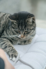 cat sleeping on the bed