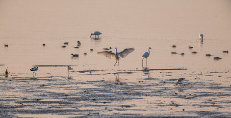 flock of birds on the beach