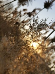 nature, winter, grass, tree, snow, cold, plant, ice, branch, frost, field, sky, white, meadow, flora, summer, autumn, season, blue, dry, forest, frozen, branches, wheat, yellow