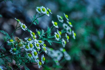 Flores en la naturaleza