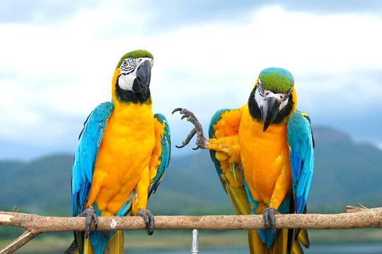 Two Blue and Gold Macaw (Ara ararauna) is a large South American parrot on wooden perch, one raising one leg.  natural background, mountains, sky, blur