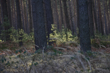 Young forest in the old forest